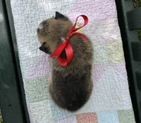 Logan, a male Pembroke Welsh Corgi for sale in Wentzville, MO – Photo 2 of 4