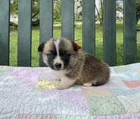 Logan, a male Pembroke Welsh Corgi for sale in Wentzville, MO – Photo 4 of 4