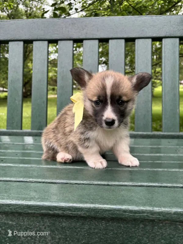 Logan – Pembroke Welsh Corgi puppy for sale in Wentzville, MO