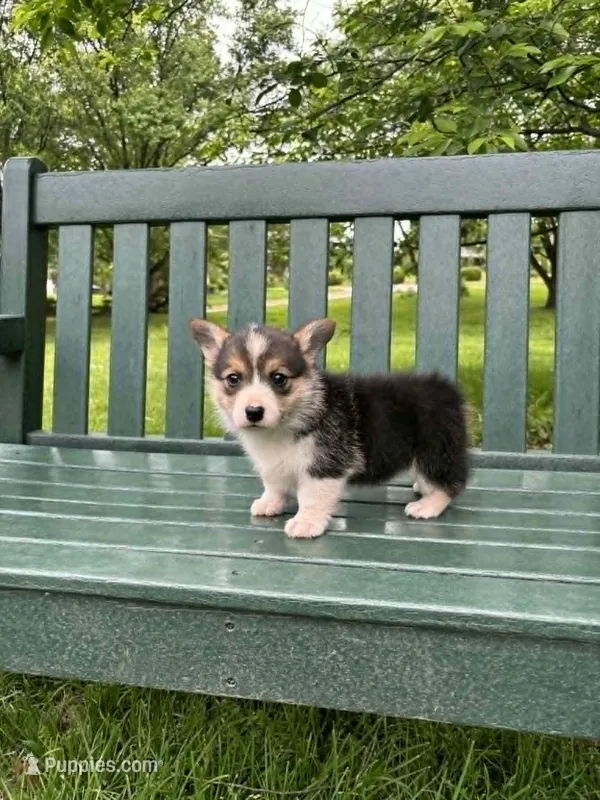 Chloe – Pembroke Welsh Corgi puppy for sale in Wentzville, MO
