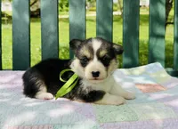 Chloe, a female Pembroke Welsh Corgi for sale in Wentzville, MO – Photo 1 of 5