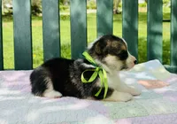 Chloe, a female Pembroke Welsh Corgi for sale in Wentzville, MO – Photo 4 of 5