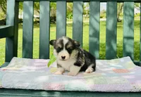 Chloe, a female Pembroke Welsh Corgi for sale in Wentzville, MO – Photo 2 of 5