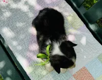 Chloe, a female Pembroke Welsh Corgi for sale in Wentzville, MO – Photo 5 of 5