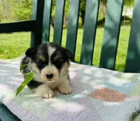 Chloe, a female Pembroke Welsh Corgi for sale in Wentzville, MO – Photo 3 of 5