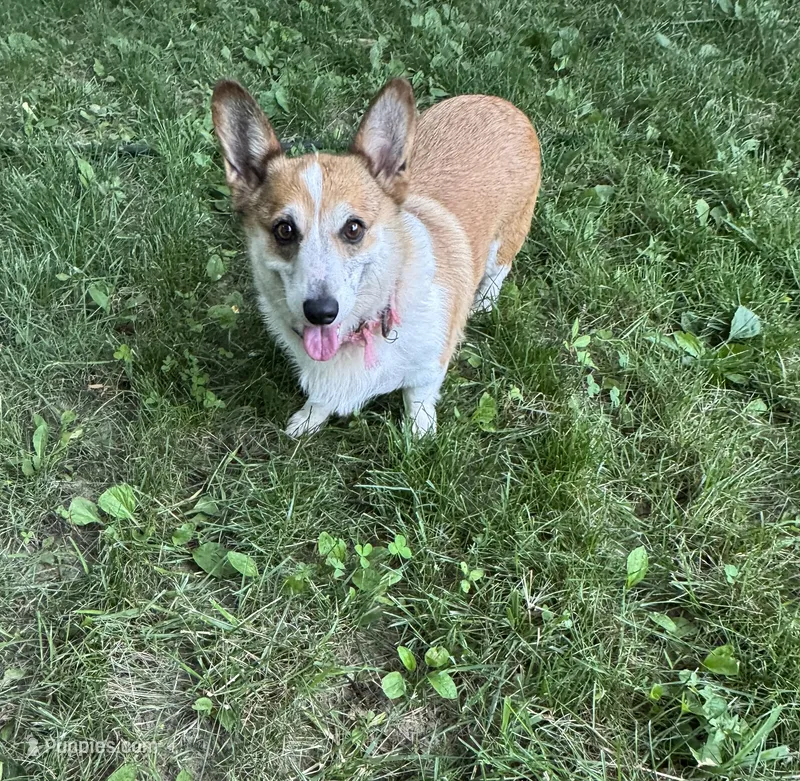 Ella – Pembroke Welsh Corgi puppy for sale in Wentzville, MO