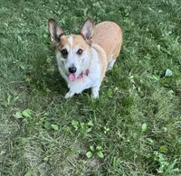 Ella, a female Pembroke Welsh Corgi for sale in Wentzville, MO – 1 of 5