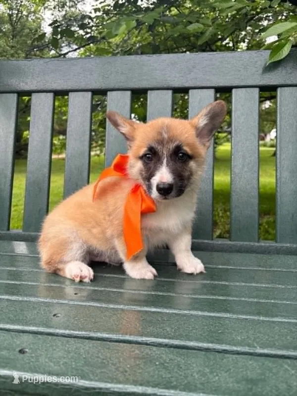 Bingo – Pembroke Welsh Corgi puppy for sale in Wentzville, MO