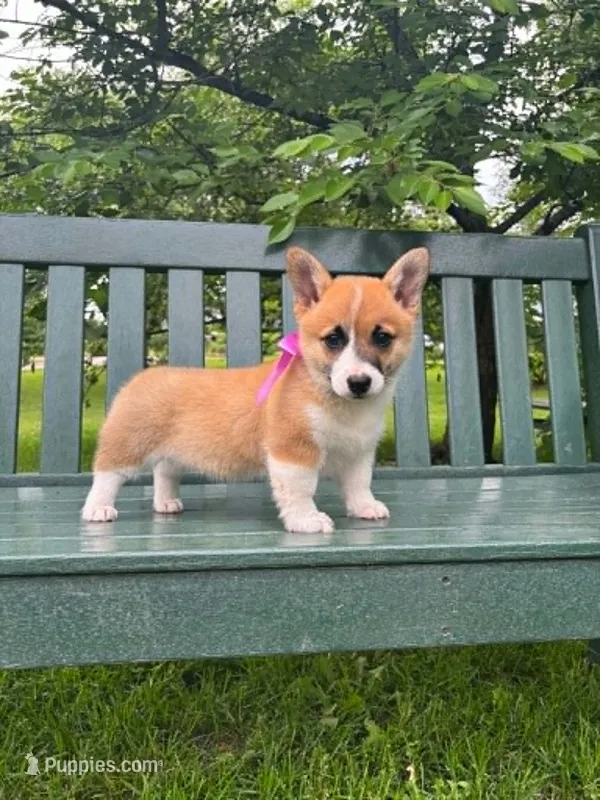 Charlotte – Pembroke Welsh Corgi puppy for sale in Wentzville, MO