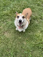 Ella, a female Pembroke Welsh Corgi for sale in Wentzville, MO – 4 of 5