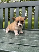Charlotte, a female Pembroke Welsh Corgi for sale in Wentzville, MO – Photo 2 of 5