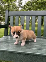 Charlotte, a female Pembroke Welsh Corgi for sale in Wentzville, MO – Photo 3 of 5