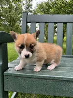 Charlotte, a female Pembroke Welsh Corgi for sale in Wentzville, MO – Photo 1 of 5