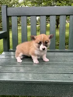 Charlotte, a female Pembroke Welsh Corgi for sale in Wentzville, MO – Photo 5 of 5