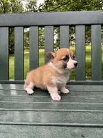 Charlotte, a female Pembroke Welsh Corgi for sale in Wentzville, MO – Photo 4 of 5