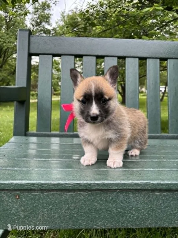 Madelyn – Pembroke Welsh Corgi puppy for sale in Wentzville, MO
