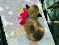 Madelyn, a female Pembroke Welsh Corgi for sale in Wentzville, MO – Photo 3 of 5