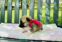 Madelyn, a female Pembroke Welsh Corgi for sale in Wentzville, MO – Photo 5 of 5