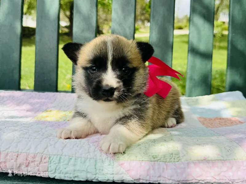 Madelyn – Pembroke Welsh Corgi puppy for sale in Wentzville, MO