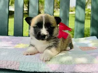 Madelyn, a female Pembroke Welsh Corgi for sale in Wentzville, MO – Photo 1 of 5