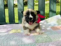 Madelyn, a female Pembroke Welsh Corgi for sale in Wentzville, MO – Photo 2 of 5