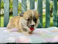 Willow, a female Pembroke Welsh Corgi for sale in Wentzville, MO – Photo 6 of 6
