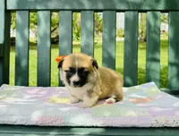 Bingo, a male Pembroke Welsh Corgi for sale in Wentzville, MO – Photo 5 of 5