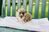 Willow, a female Pembroke Welsh Corgi for sale in Wentzville, MO – Photo 4 of 6