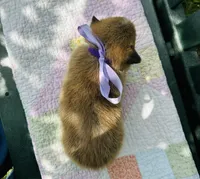 Willow, a female Pembroke Welsh Corgi for sale in Wentzville, MO – Photo 5 of 6