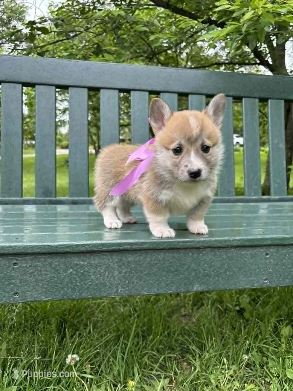 Willow – Pembroke Welsh Corgi puppy for sale in Wentzville, MO