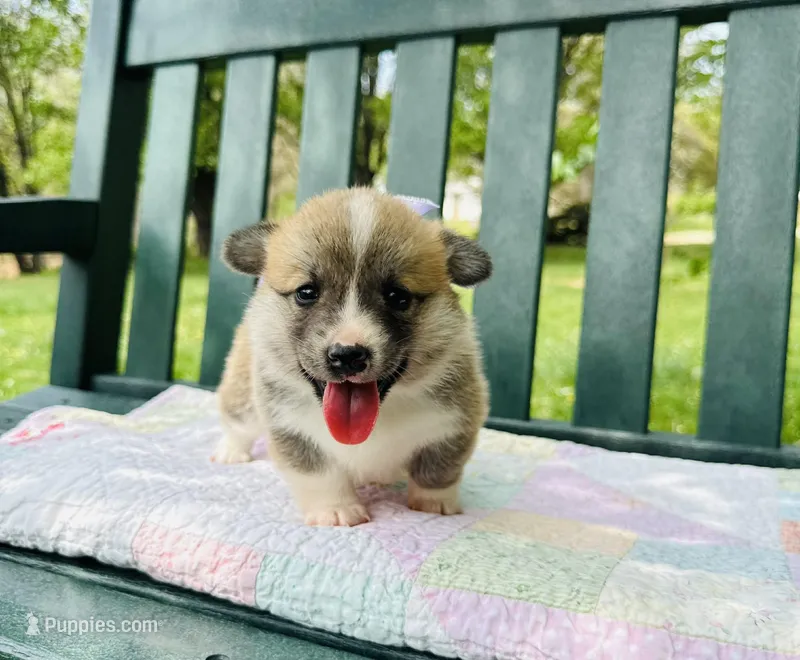 Willow – Pembroke Welsh Corgi puppy for sale in Wentzville, MO