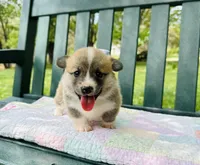 Willow, a female Pembroke Welsh Corgi for sale in Wentzville, MO – Photo 1 of 6