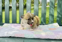 Willow, a female Pembroke Welsh Corgi for sale in Wentzville, MO – Photo 2 of 6