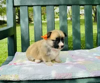 Bingo, a male Pembroke Welsh Corgi for sale in Wentzville, MO – Photo 3 of 5