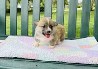 Willow, a female Pembroke Welsh Corgi for sale in Wentzville, MO – Photo 3 of 6
