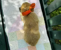 Bingo, a male Pembroke Welsh Corgi for sale in Wentzville, MO – Photo 4 of 5