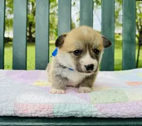 Bluey, a male Pembroke Welsh Corgi for sale in Wentzville, MO – Photo 2 of 5