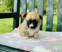 Bingo, a male Pembroke Welsh Corgi for sale in Wentzville, MO – Photo 2 of 5