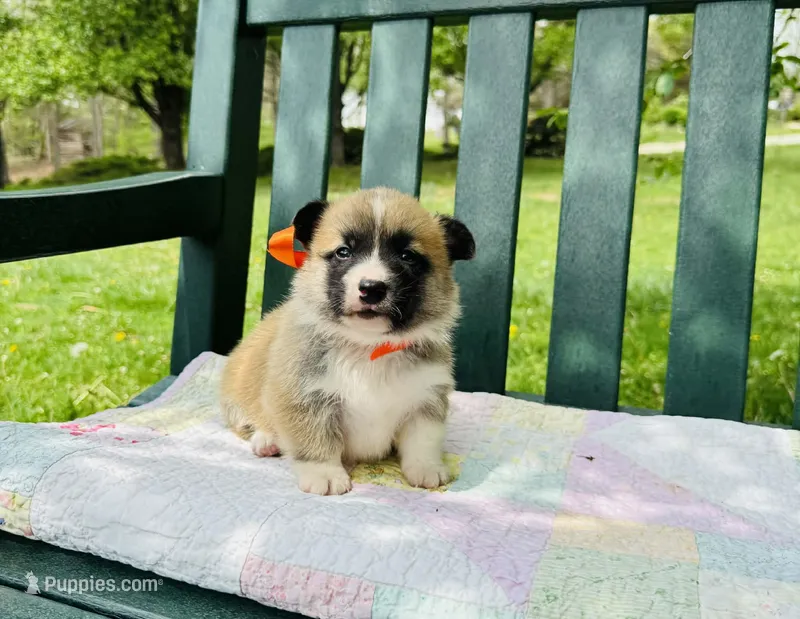 Bingo – Pembroke Welsh Corgi puppy for sale in Wentzville, MO