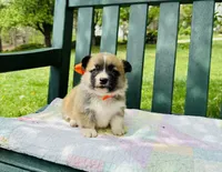 Bingo, a male Pembroke Welsh Corgi for sale in Wentzville, MO – Photo 1 of 5