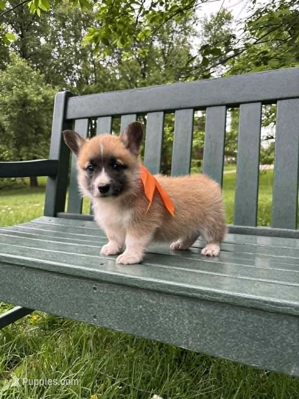 Bingo – Pembroke Welsh Corgi puppy for sale in Wentzville, MO