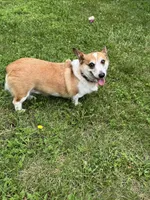 Ella, a female Pembroke Welsh Corgi for sale in Wentzville, MO – 3 of 5