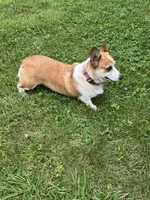 Ella, a female Pembroke Welsh Corgi for sale in Wentzville, MO – 5 of 5