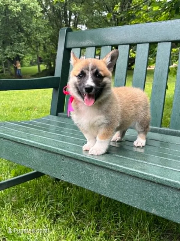 Madelyn – Pembroke Welsh Corgi puppy for sale in Wentzville, MO