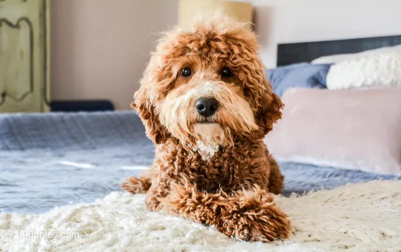 Brandy – Poodle - Standard  puppy for sale in Colorado, CO