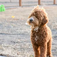 Brandy, a female Poodle - Standard  for sale in Colorado, CO – Photo 3 of 6