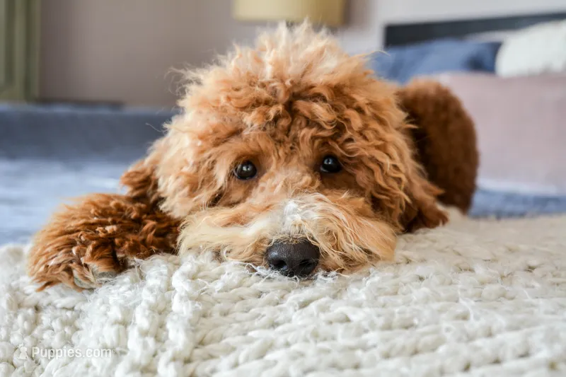 Brandy – Poodle - Miniature  puppy for sale in Colorado, CO
