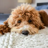 Brandy, a female Poodle - Miniature  for sale in Colorado, CO – Photo 1 of 7