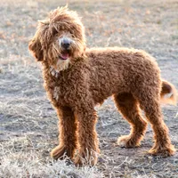 Brandy, a female Poodle - Miniature  for sale in Colorado, CO – Photo 7 of 7