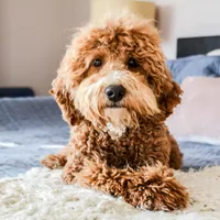 Brandy, a female Poodle - Miniature  for sale in Colorado, CO – Photo 2 of 7